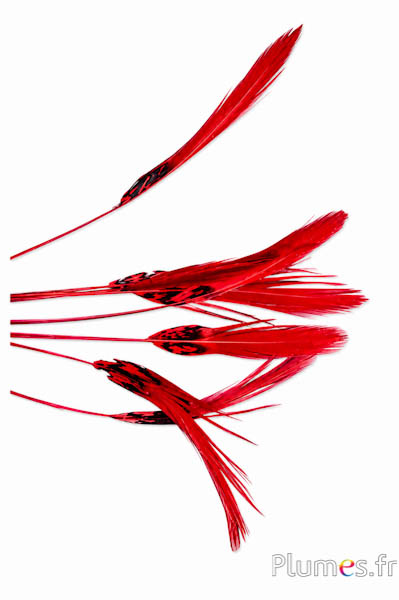 Fagiano Lady Armherst - 17-22 cm - rosso-nero 